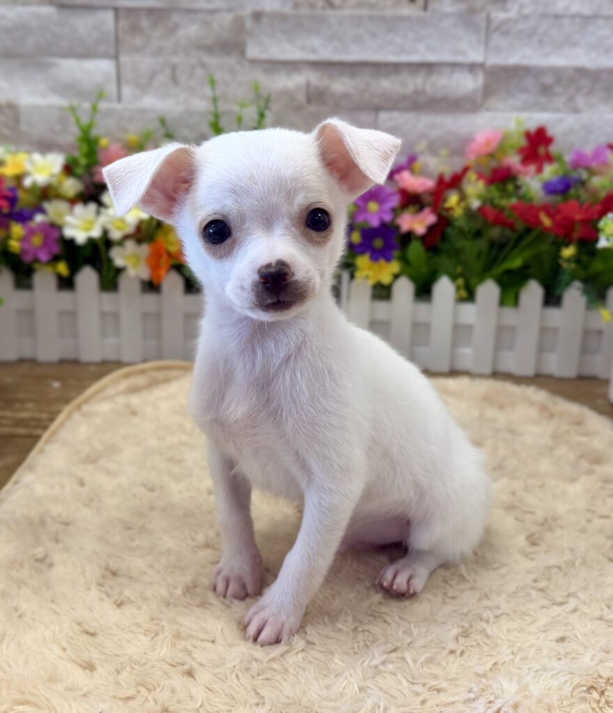 Chihuahua - 6546 - Image 1