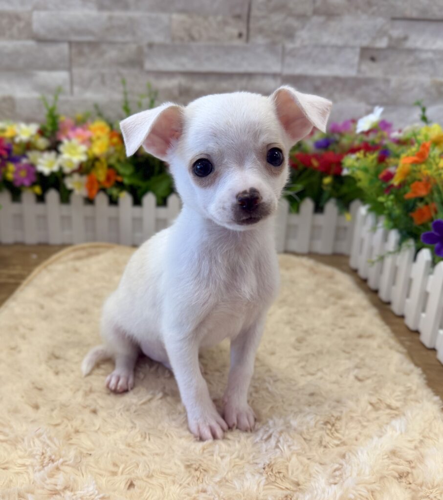 Chihuahua - 6546 - Image 3