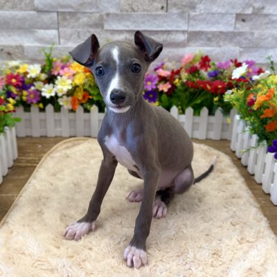 Luca Italian Greyhound