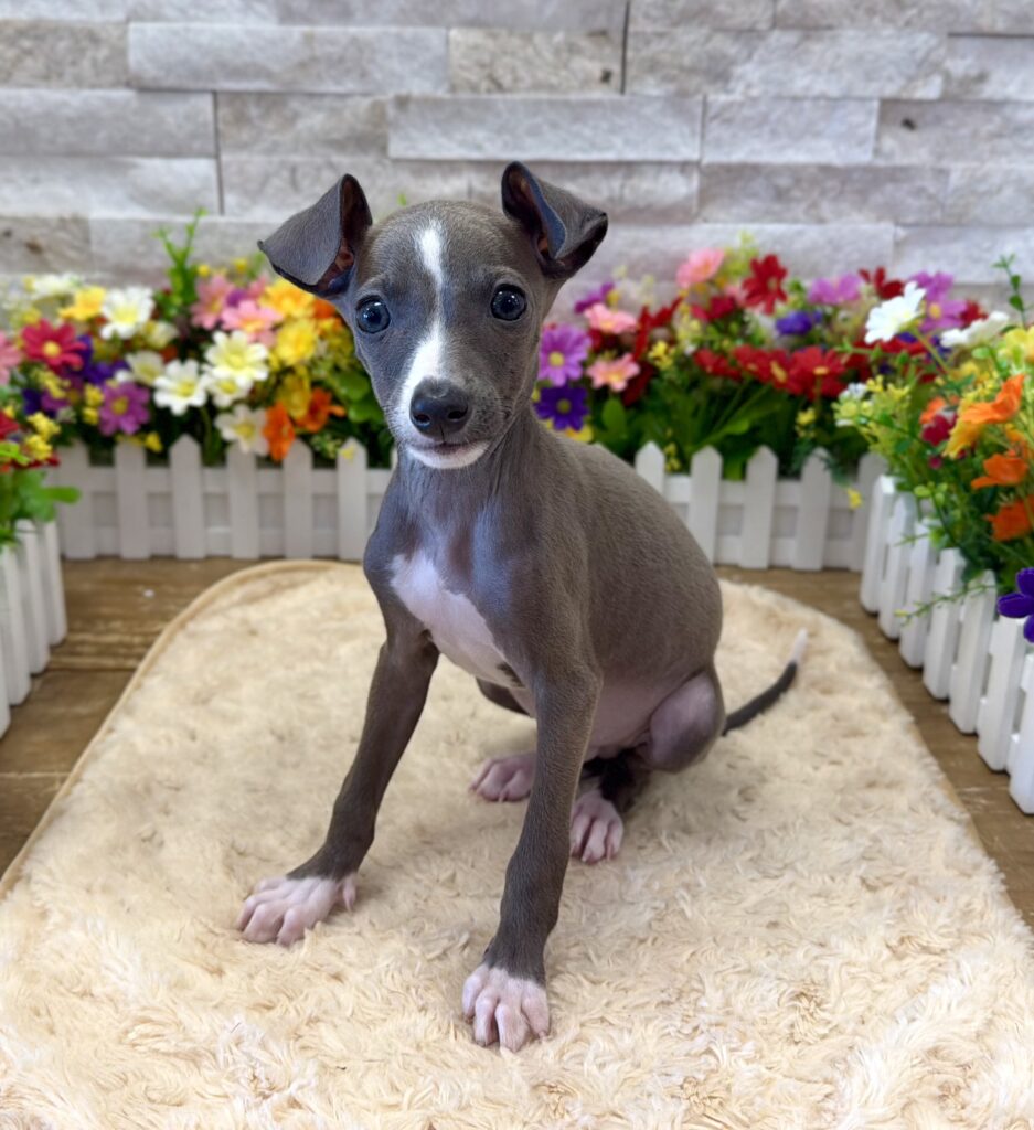 Italian Greyhound - 6550 - Image 1