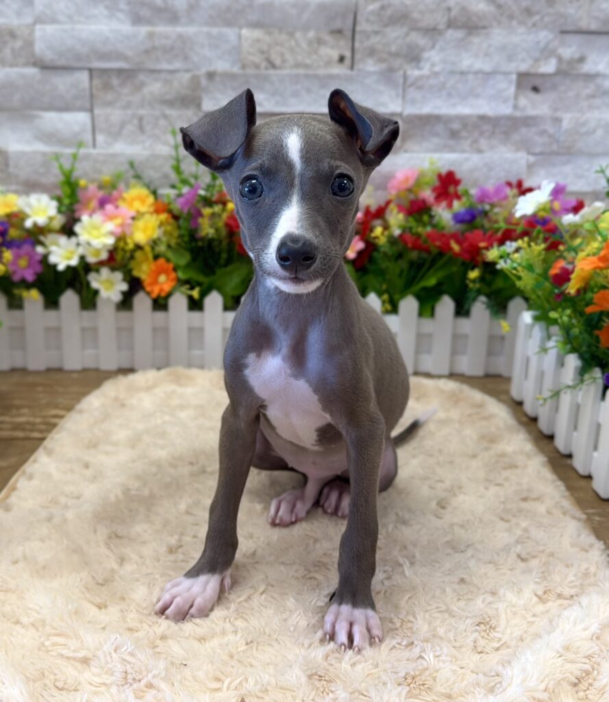 Italian Greyhound - 6550 - Image 5
