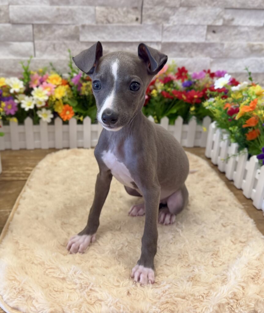 Italian Greyhound - 6550 - Image 4