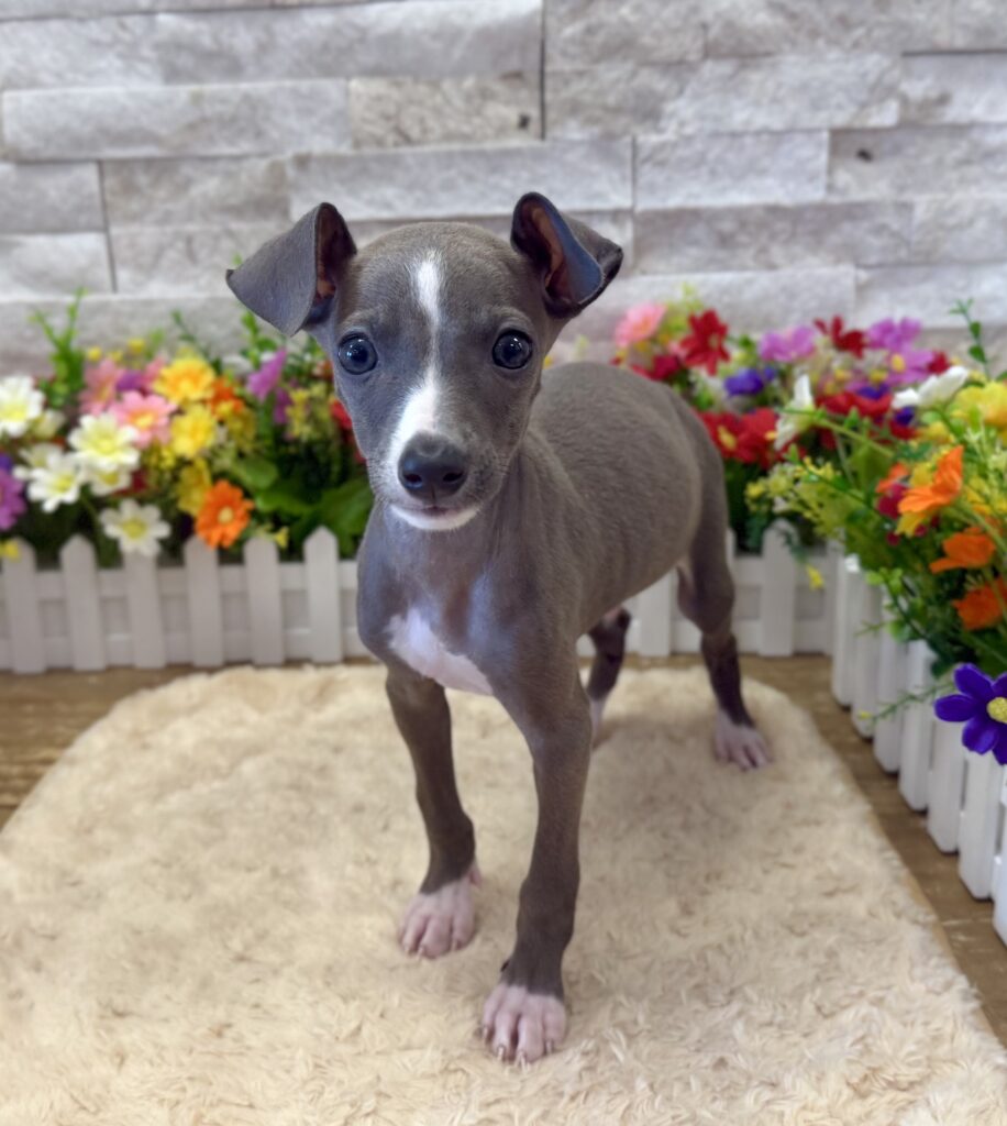 Italian Greyhound - 6550 - Image 3