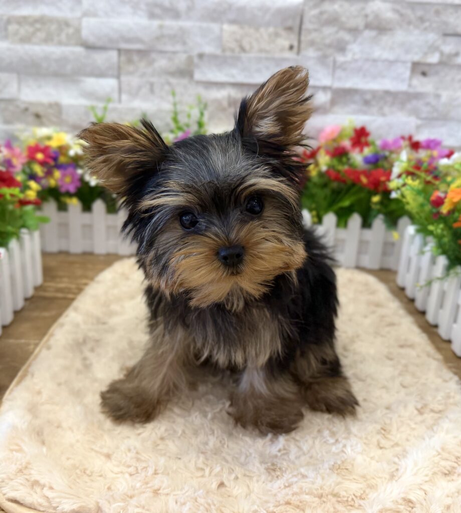 Yorkshire Terrier - 5269 - Image 3