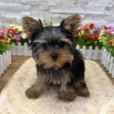 Minnie Yorkshire Terrier