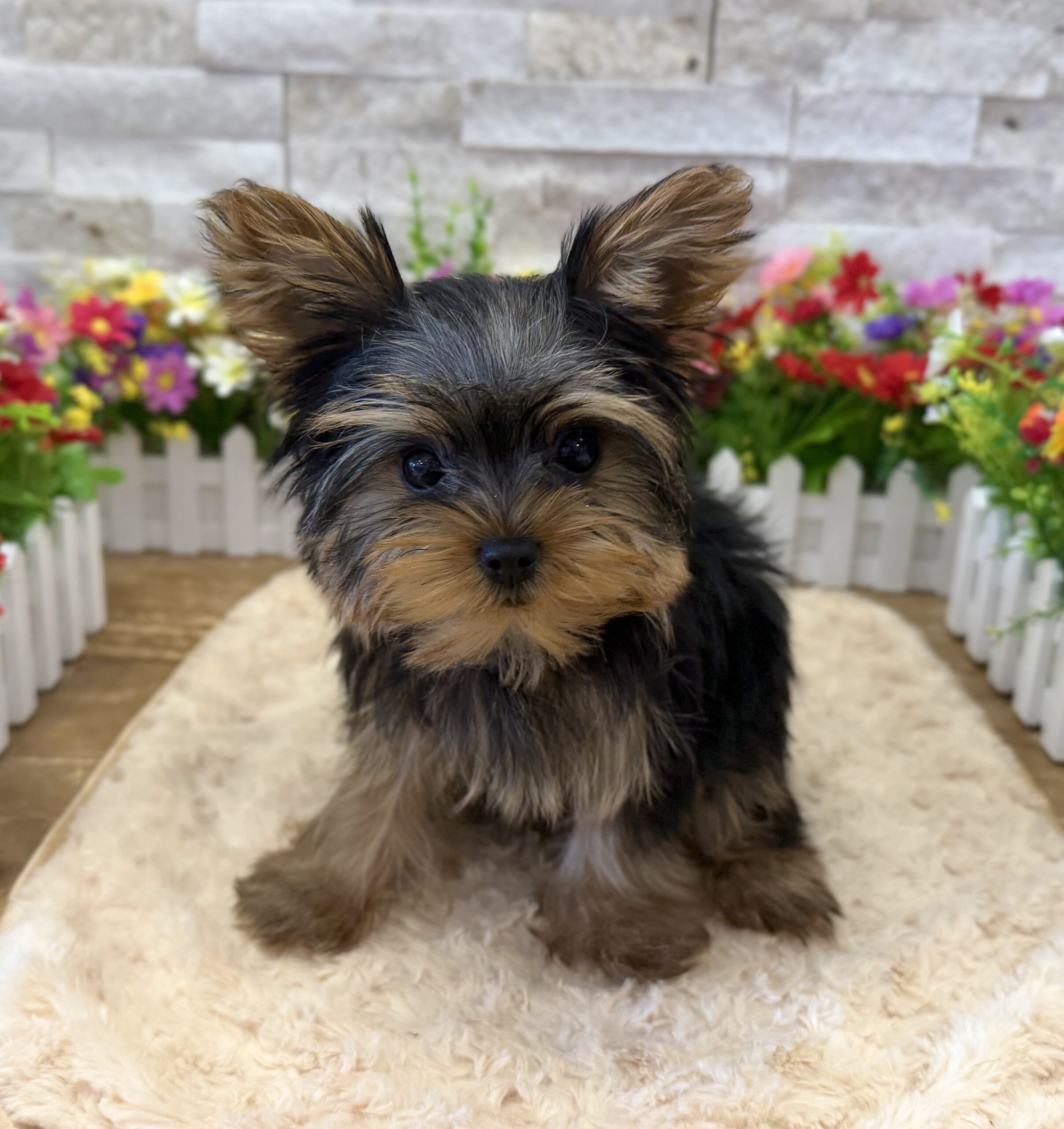 Yorkshire Terrier in Bridgewater, NJ