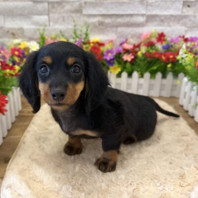 Dante Dachshund