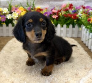Dachshund – 3523