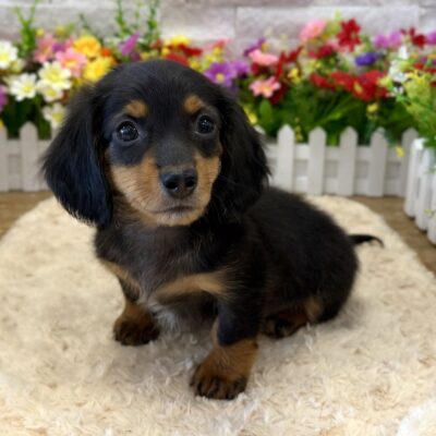 Romeo Dachshund