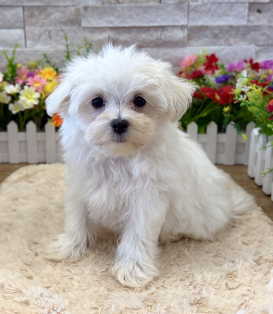 Maltese - 3527 - Image 2
