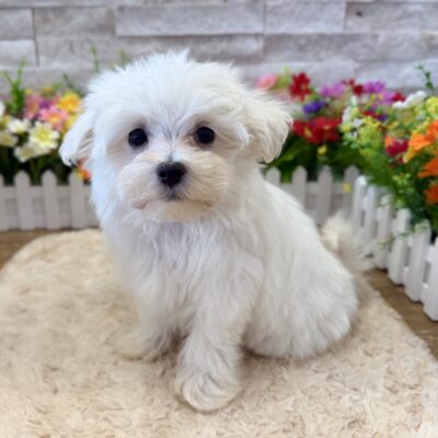 Gio Maltese