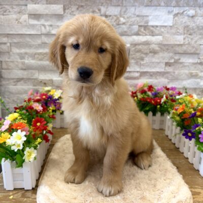 Marco Golden Retriever