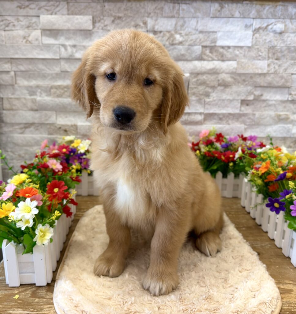 Golden Retriever - 4252 - Image 1