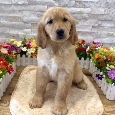 Maddie  Golden Retriever