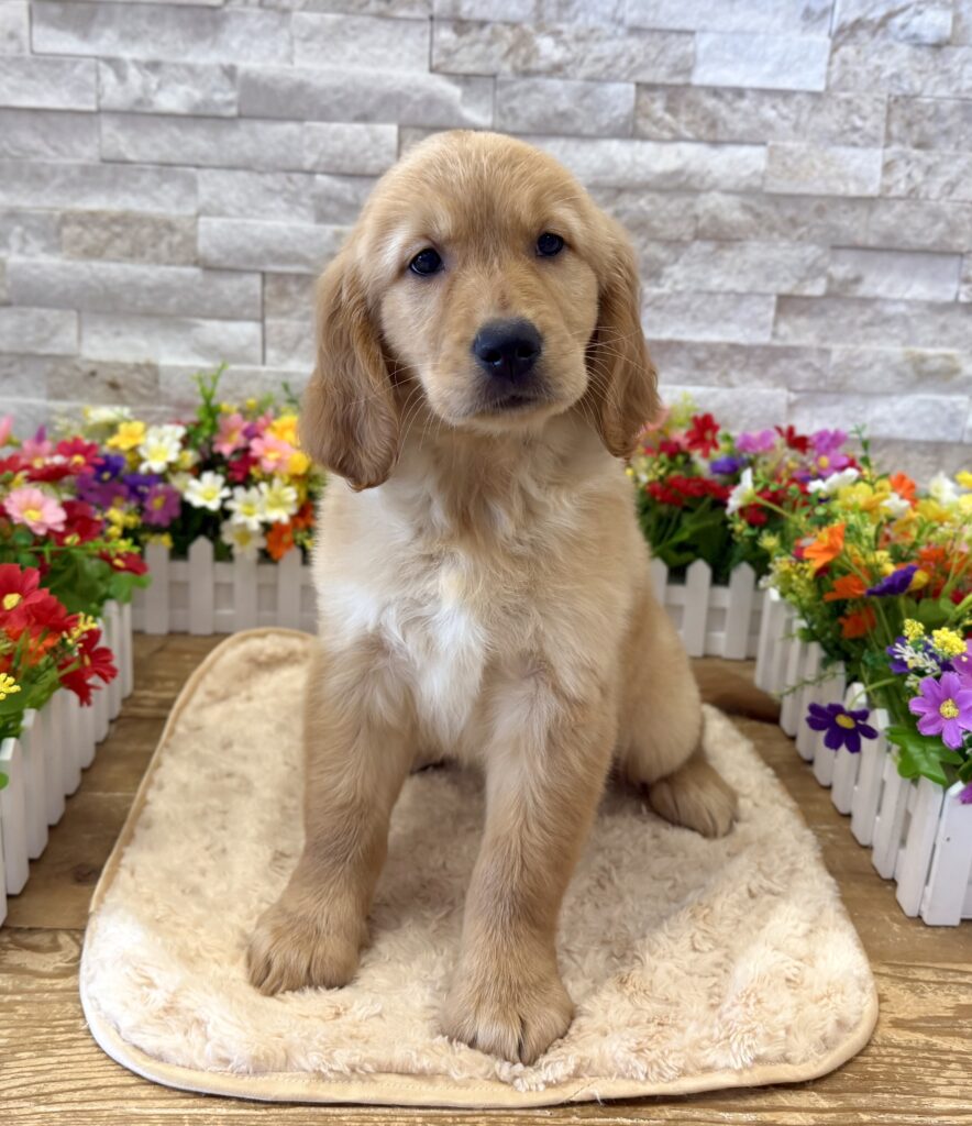 Golden Retriever- 4254 - Image 1