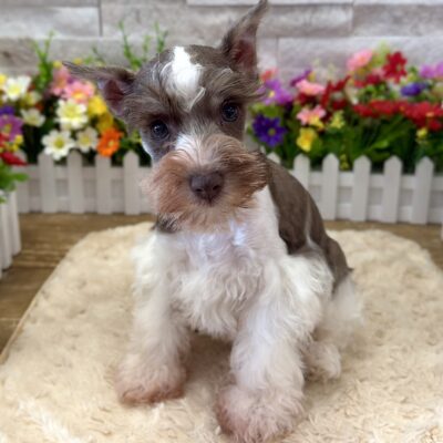 Tucker Miniature Schnauzer