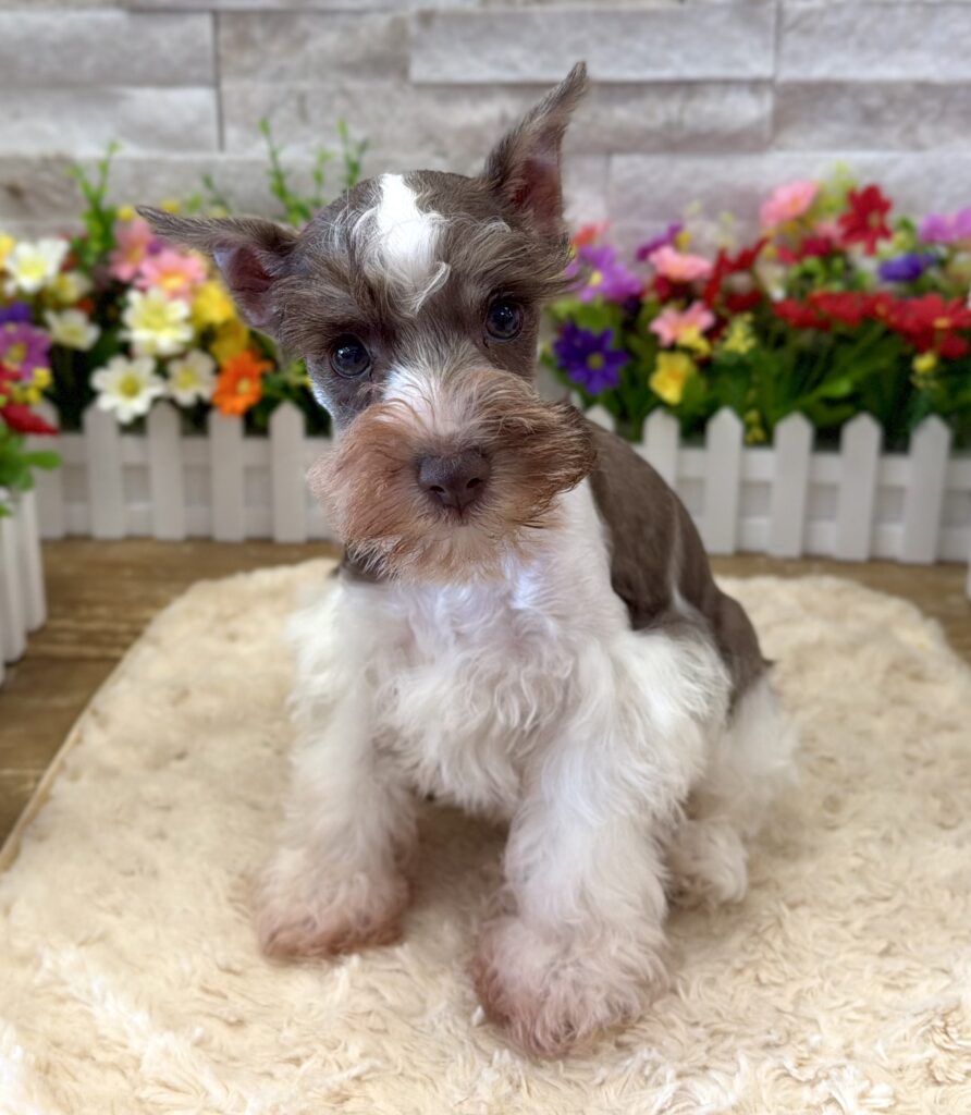 Miniature Schnauzer - 0024 - Image 1