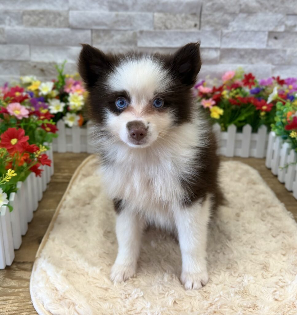 Pomsky - 0129 - Image 3