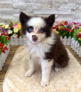 Furrylicious® Pomsky puppy available