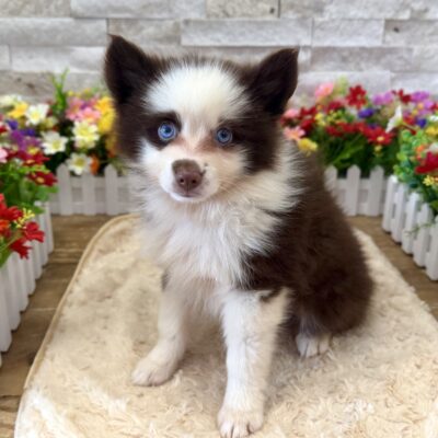 Apollo Pomsky