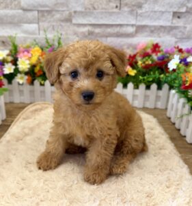 Poodle – 9363