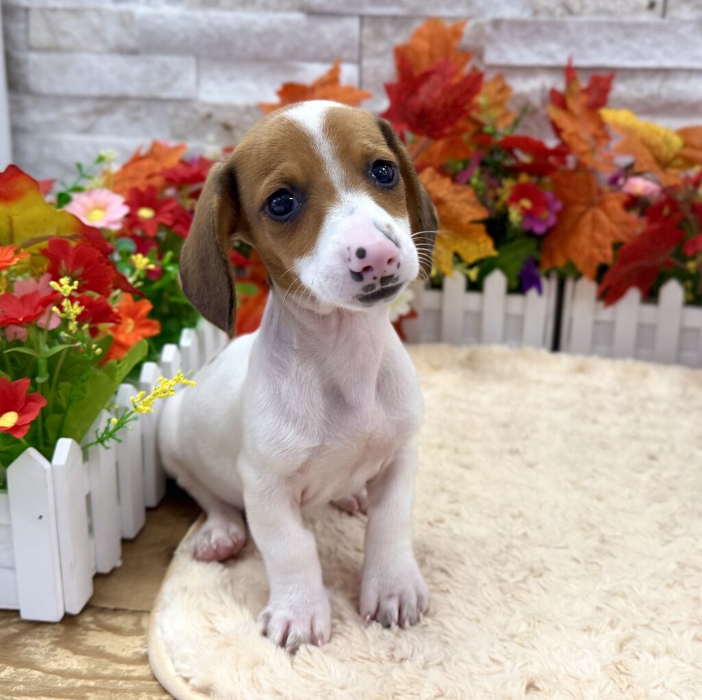 Dachshund - 5487 - Image 2