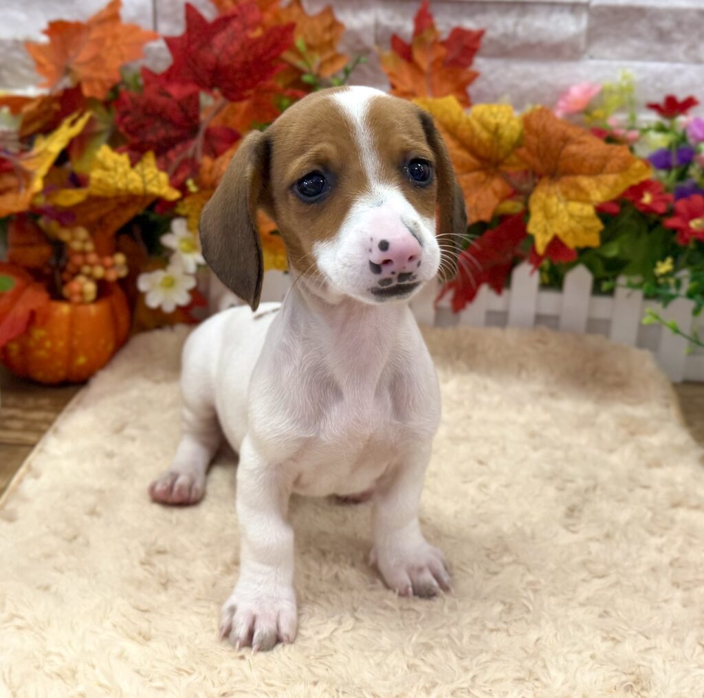 Dachshund - 5487 - Image 1