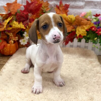 Milo Dachshund