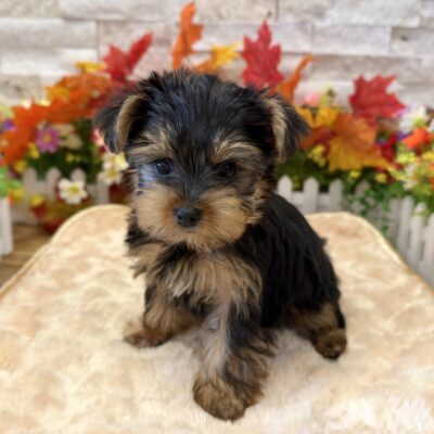 Peach Yorkshire Terrier