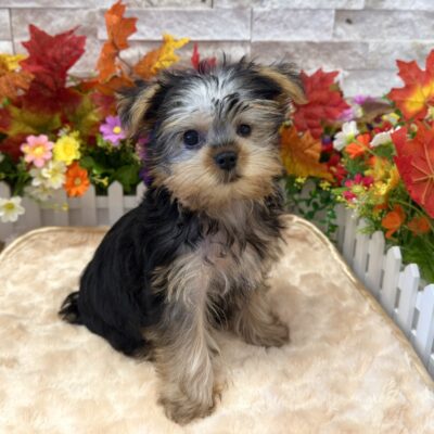 Butters Yorkshire Terrier