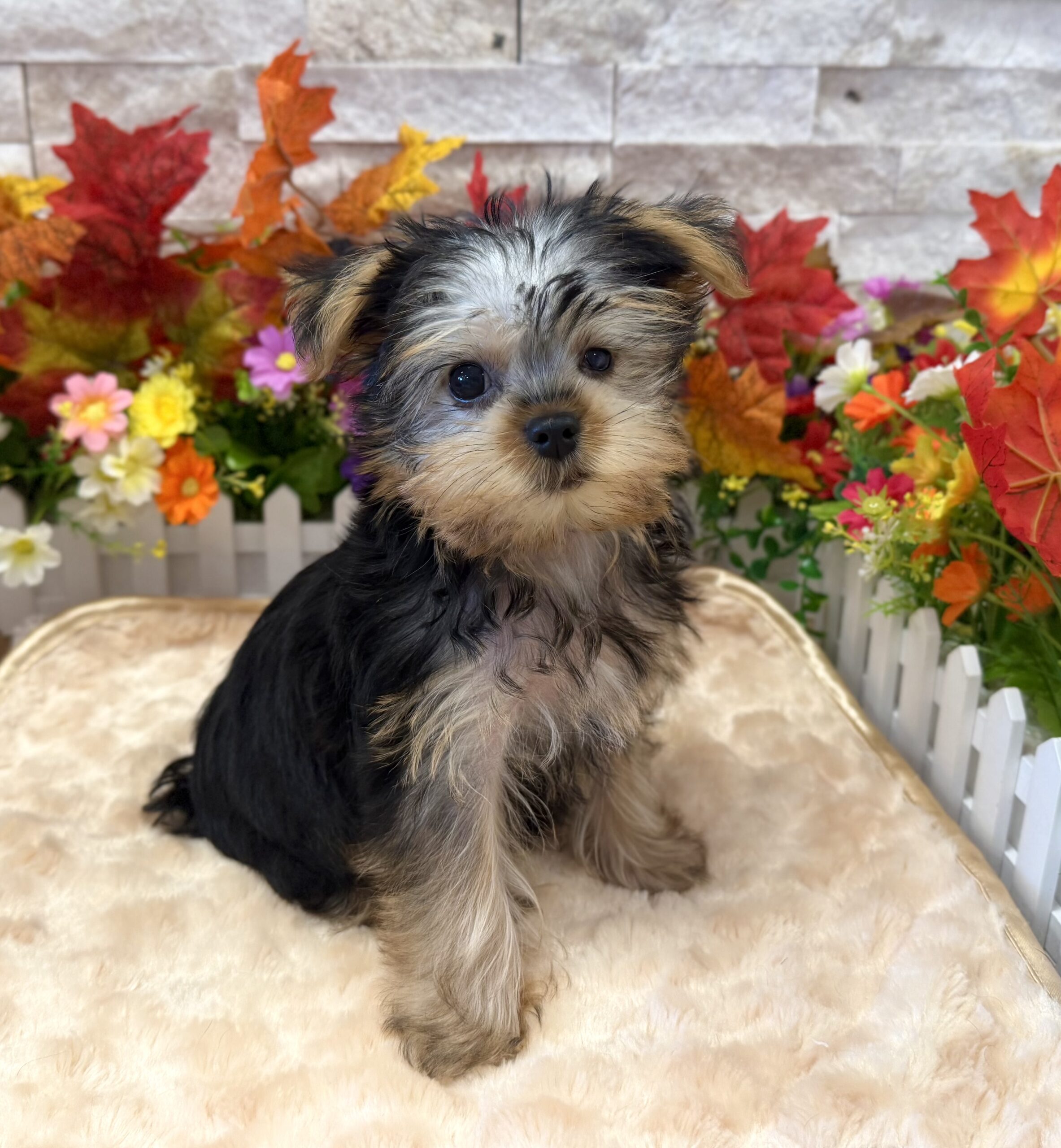 Yorkshire Terrier in Somerville, NJ