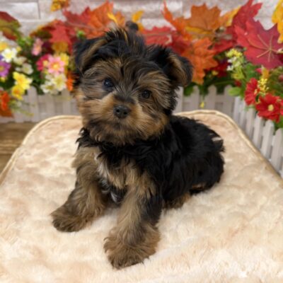 Dunkin  Yorkshire Terrier