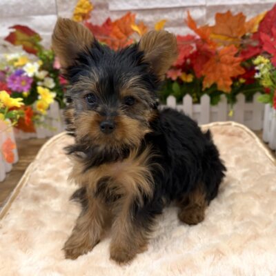 Pippin Yorkshire Terrier
