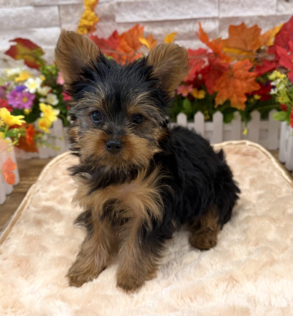 Yorkshire Terrier - 6273 - Image 1