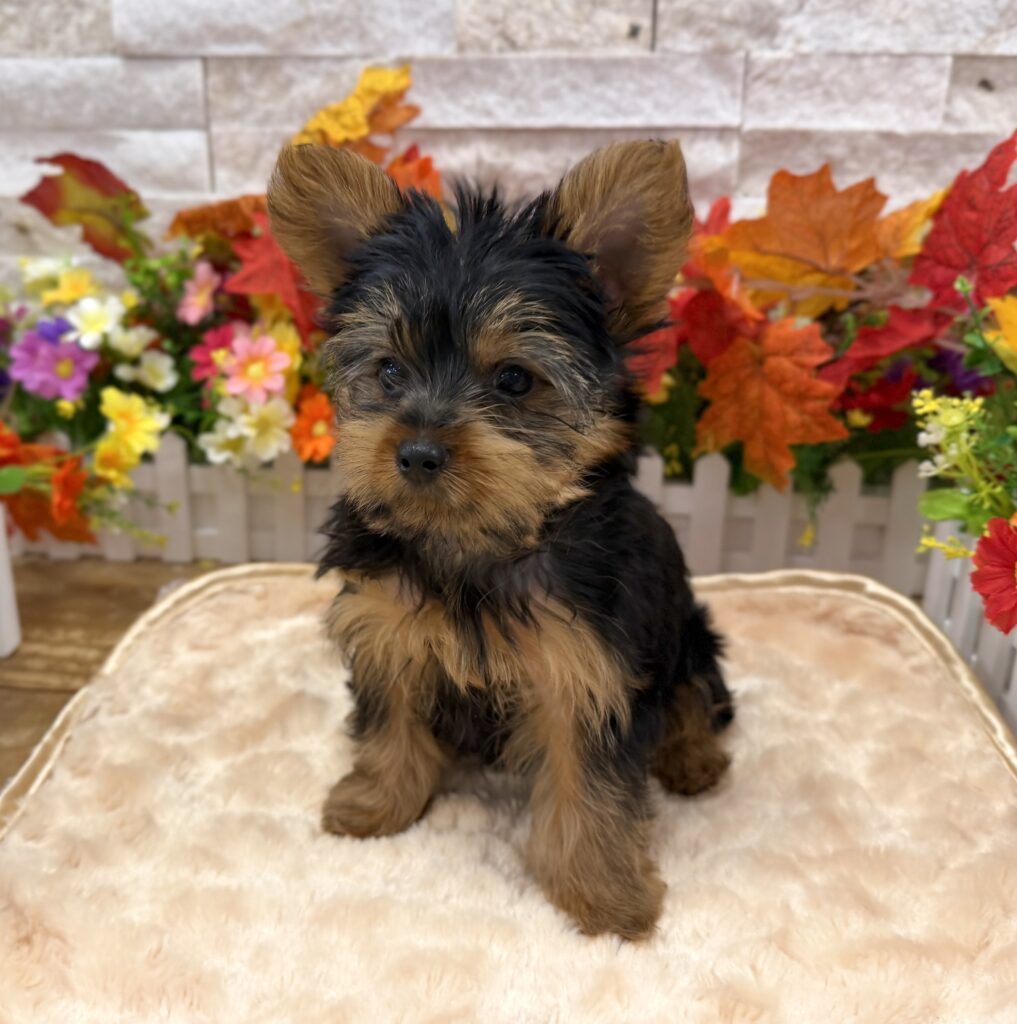Yorkshire Terrier - 6273 - Image 2