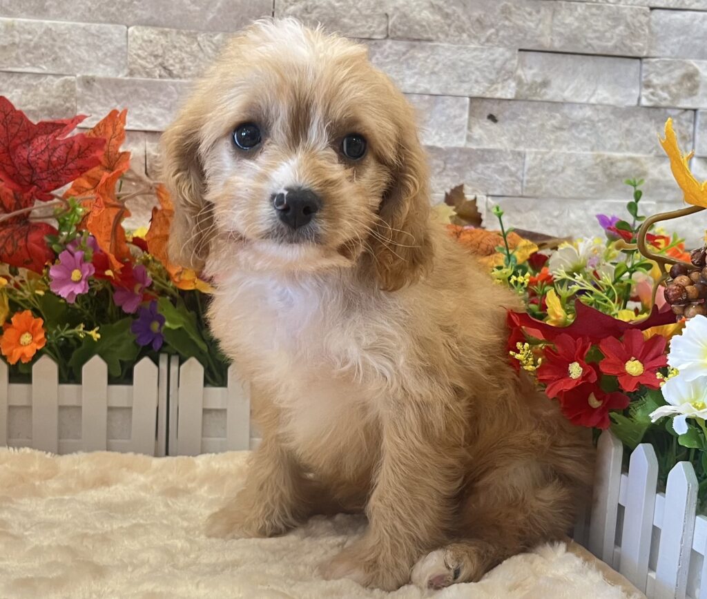Cavapoo - 3094 - Image 1