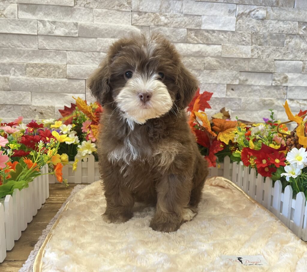 Bernedoodle Mini 2nd Gen - 4805 - Image 3