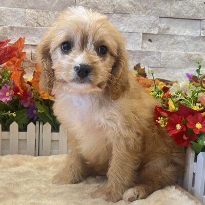 Bones  Cavapoo