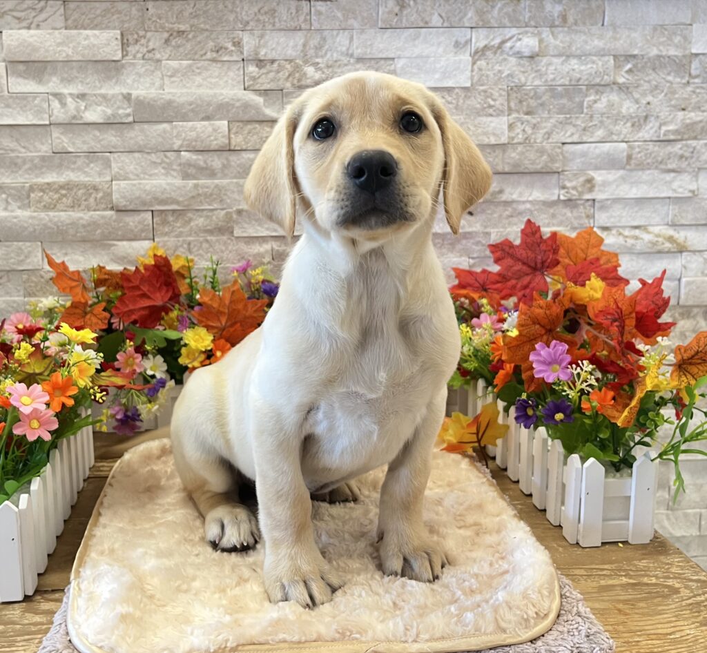 Labrador Retriever - 5595 - Image 1