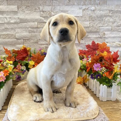 Violet Labrador Retriever