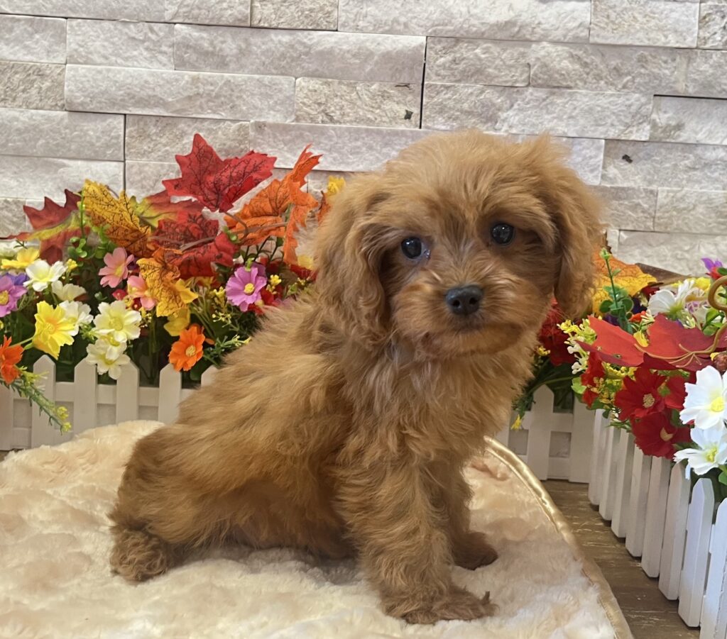 Cavapoo - 3095 - Image 2