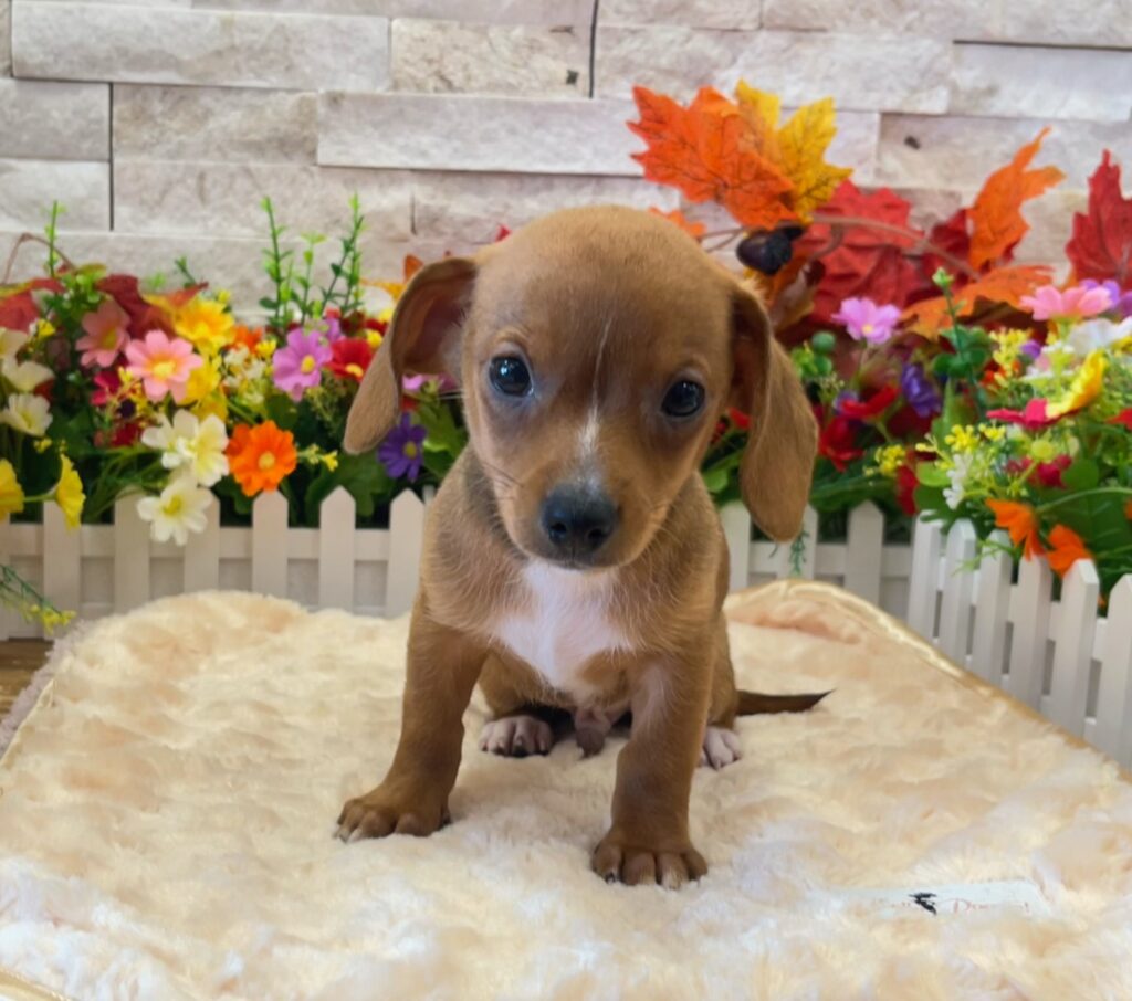 Chiweenie - 8295 - Image 3