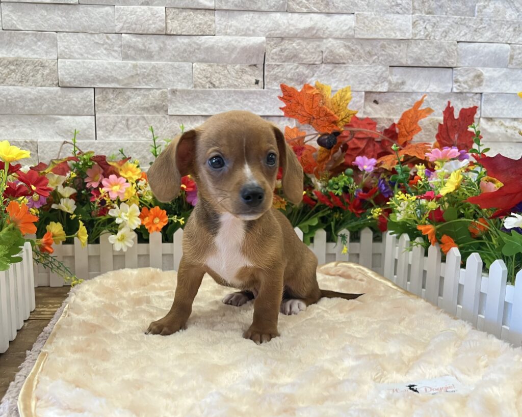 Chiweenie - 8295 - Image 1