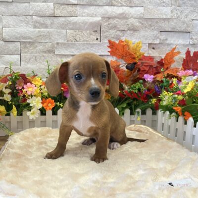 Burton Chiweenie
