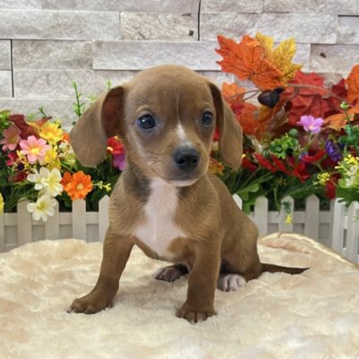 Burton Chiweenie