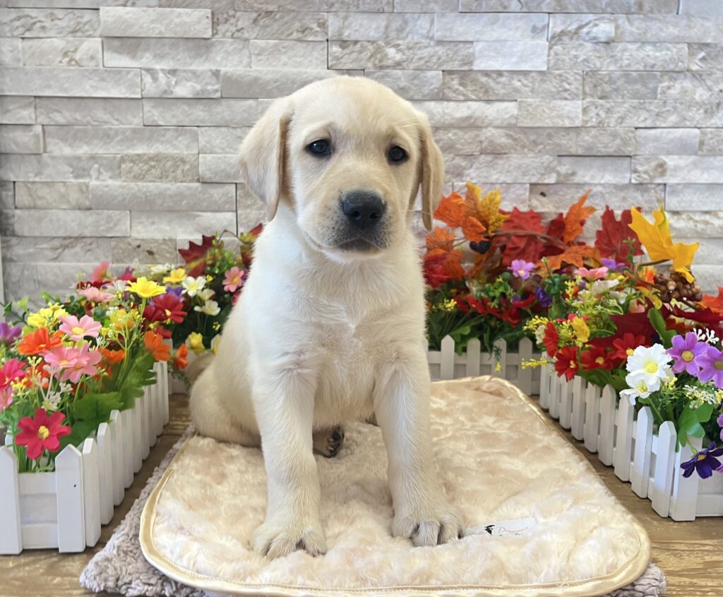 Labrador Retriever - 0102 - Image 1