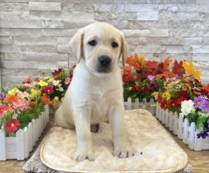 Labrador Retriever – 0102