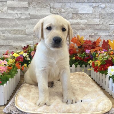 Autumn Labrador Retriever