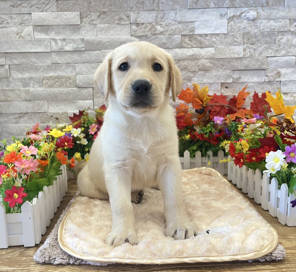 Labrador Retriever - 0102 - Image 2
