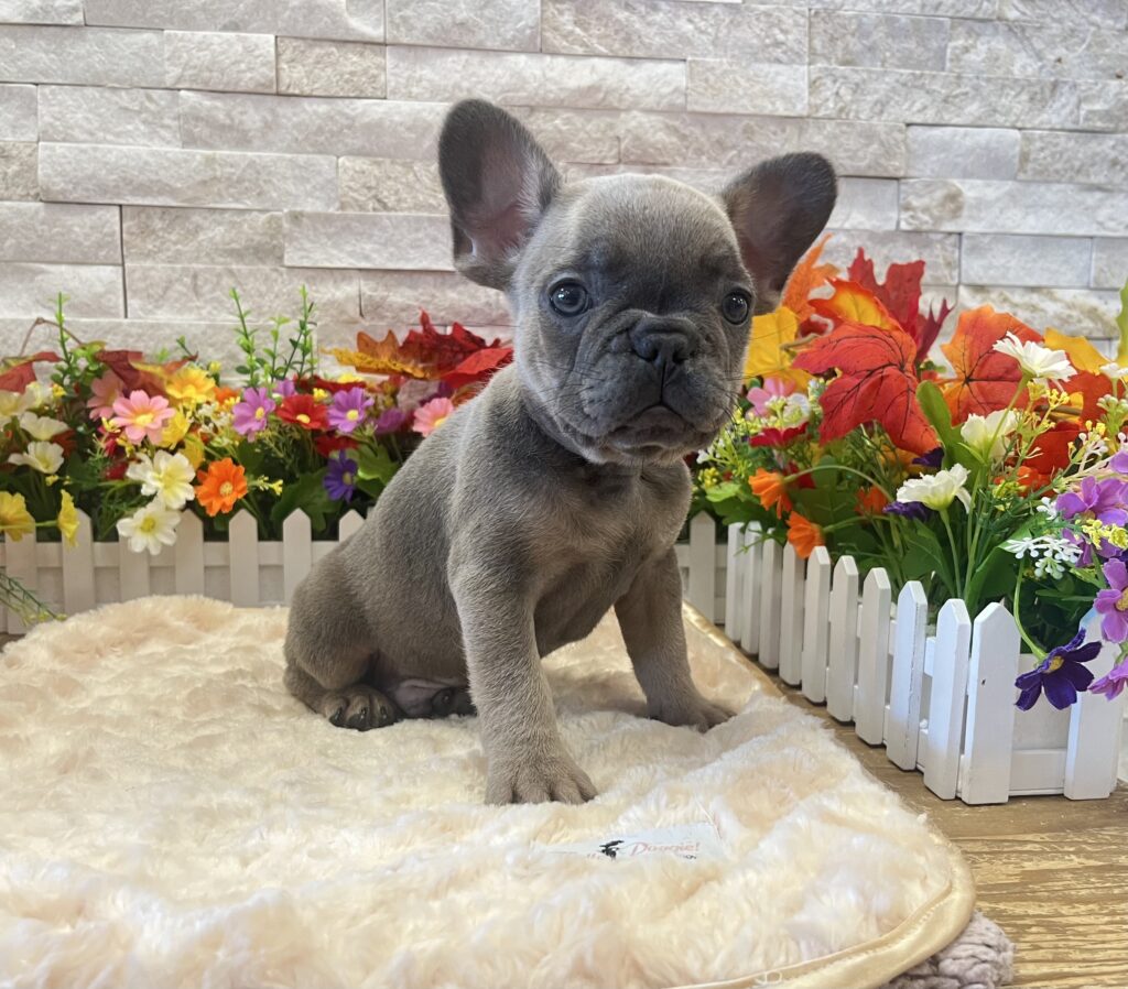 French Bulldog - 9377 - Image 1